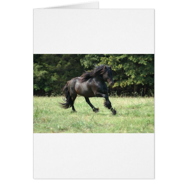 Fell Pony Stallion (Devant)
