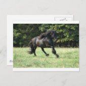 Fell Pony Stallion Briefkaart (Voorkant / Achterkant)
