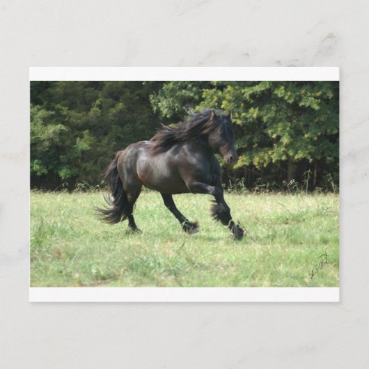 Fell Pony Stallion Briefkaart (Voorkant)