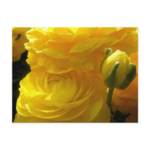 Felle Gele Ranunculus Bloemen Ansichtkaarten