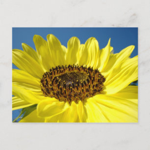 Felle Gele Zonnebloem ansichtkaarten Blauwe Lucht Briefkaart