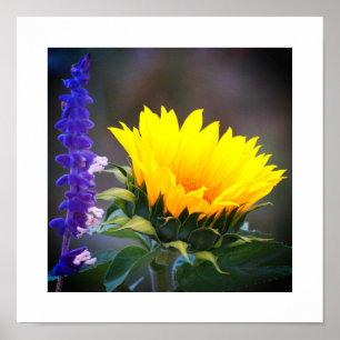 Felle Gele Zonnebloem Paarse Russische Salie Foto Poster