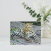 Felle Leopard kijkt naar je Briefkaart (Staand voorkant)