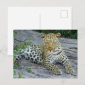 Felle Leopard kijkt naar je Briefkaart (Voorkant / Achterkant)