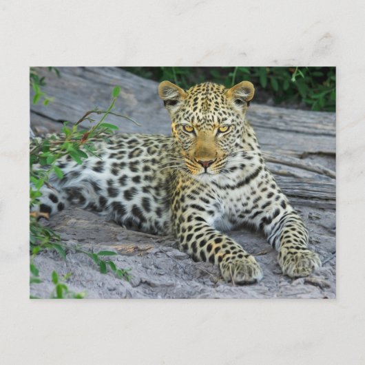 Felle Leopard kijkt naar je Briefkaart (Voorkant)