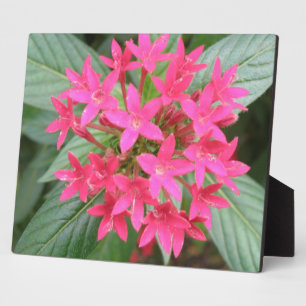 Felle Roze Tropische Bloemen Plaquette Fotoplaat
