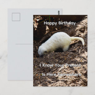 Felle Witte Stokstaartje Graaft, Verjaardagsansich Briefkaart