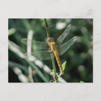 Female Keeled Skimmer Dragonfly Briefkaart