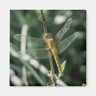 Female Keeled Skimmer Dragonfly Magneet