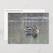 Female of mallard briefkaart (Voorkant / Achterkant)