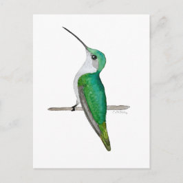 Female Ruby-throated Hummingbird Briefkaart
