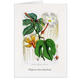 Femelle de heteroclita de Hodgsonia
