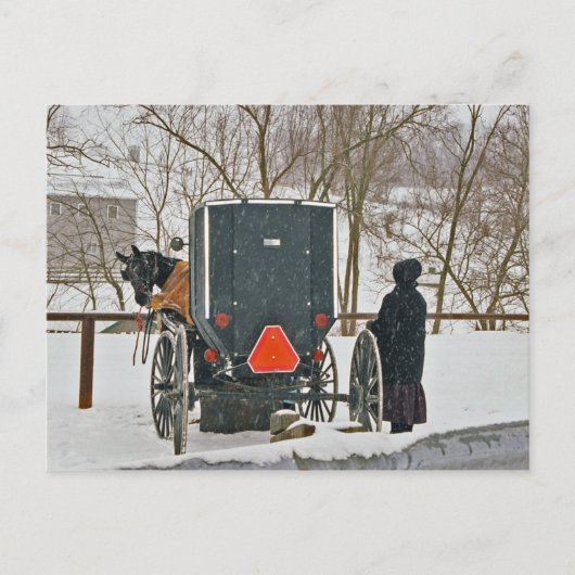 Femme Amish avec Cheval et Buggy Carte Postale (Devant)