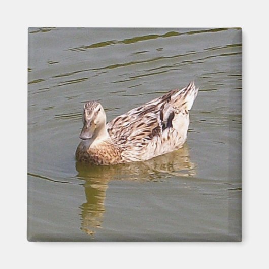 Femme Mallard Duck 3 Magnet (Devant)