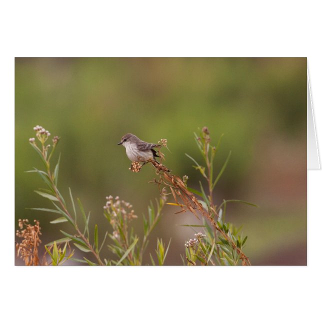 Femme Vermillion Flycatcher (Devant horizontal)