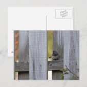 Fence Junco Briefkaart (Voorkant / Achterkant)