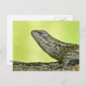 Fence Lizard Briefkaart. Briefkaart (Voorkant / Achterkant)