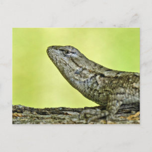 Fence Lizard Briefkaart. Briefkaart