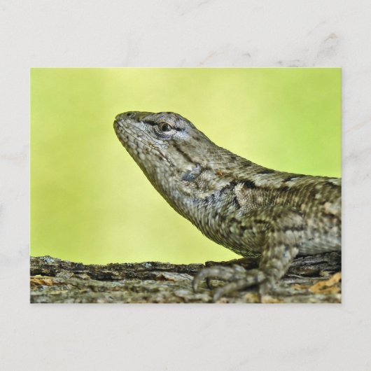 Fence Lizard Briefkaart. Briefkaart (Voorkant)