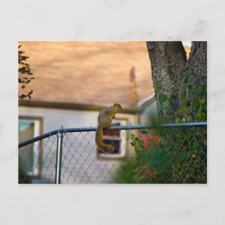 Fence-squirrel/Eichhörnchen am Zaun Briefkaart