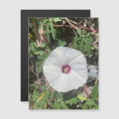 Fenceline Alamo Vine Magnet (Voorkant / Achterkant)