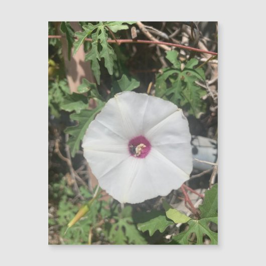 Fenceline Alamo Vine Magnet (Voorkant)