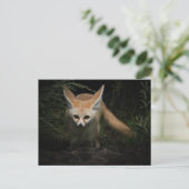 Fennec Fox Briefkaart (Staand voorkant)