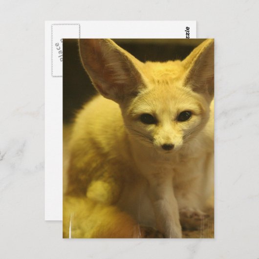Fennec Fox Briefkaart (Voorkant / Achterkant)