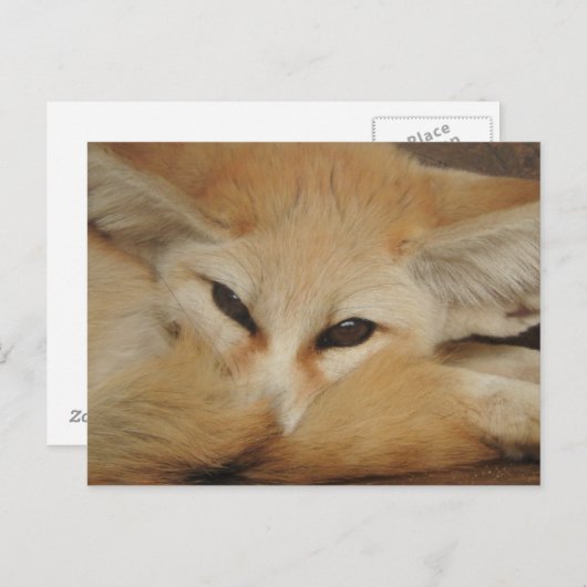 Fennec Fox Briefkaart (Voorkant / Achterkant)