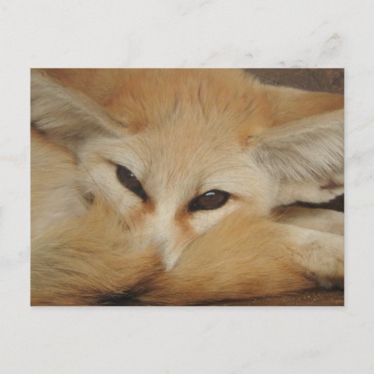 Fennec Fox Briefkaart (Voorkant)