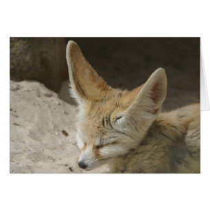 Fennec Fox-kaart