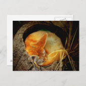Fennec Fox Post Card Briefkaart (Voorkant / Achterkant)