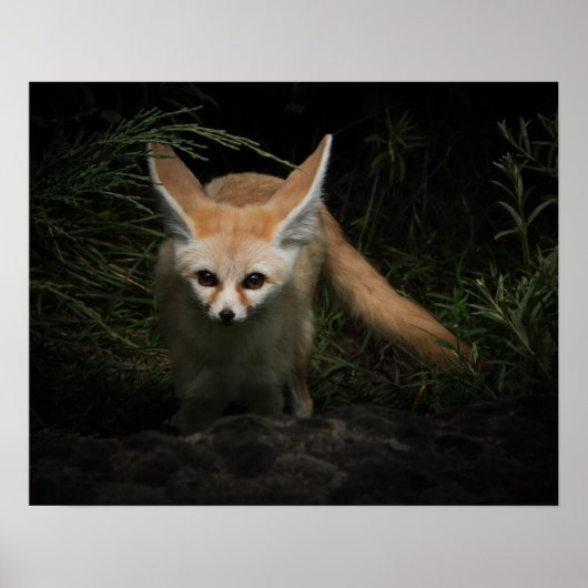 Fennec Fox Poster (Voorkant)