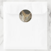 Fennec Fox Sticker (Tas)