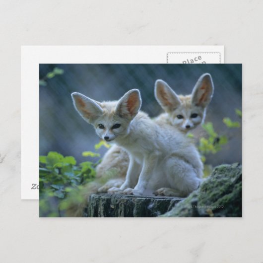 Fennec Foxes Briefkaart (Voorkant / Achterkant)