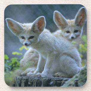 Fennek (Vulpes zerda) W �_stenfuchs, Fennec Drankjes Onderzetter