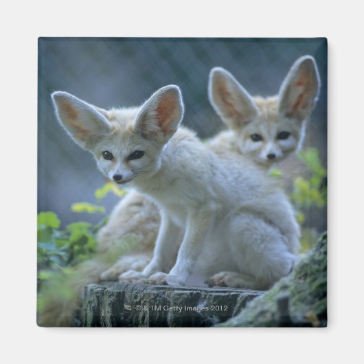 Fennek (Vulpes zerda) W �_stenfuchs, Fennec Magneet (Voorkant)