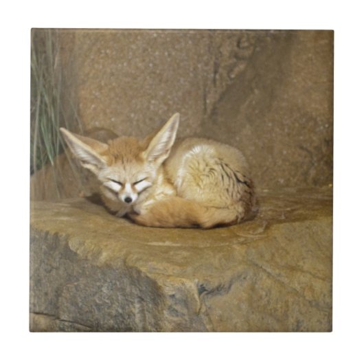 fennekfox tegeltje (Voorkant)