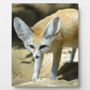 Fennekvos Fotoplaat