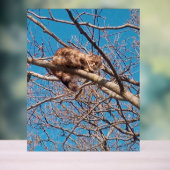 Feral Cat Lucy in Tree Amoureux des chats (Neutre)