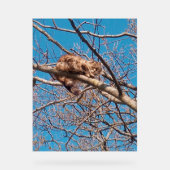 Feral Cat Lucy in Tree Cat Lover's Acryl Bord (Voorkant)