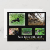 Feral Cat TNR Briefkaart (Voorkant / Achterkant)