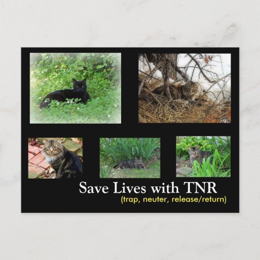 Feral Cat TNR Briefkaart (Voorkant)