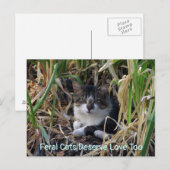 Feral Cats Deserve Love to Briefkaart (Voorkant / Achterkant)