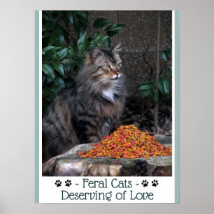 Feral Cats Deserving of Love Poster