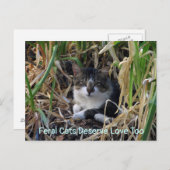 Feral Cats Mérite L'Amour À La Carte Postale (Devant / Derrière)