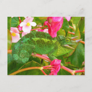 Feral Jackson's Chameleon op Maui Island Hawaii Briefkaart