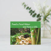 Feral Kittens à Forest Den Carte postale (Debout devant)
