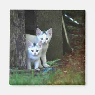 Feral Kittens Magneet
