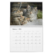 Feral Life Feral Cats Photo Callendar Kalender (Feb 2026)